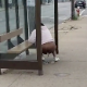 A homeless black woman takes a shit at an RTA bus stop while a passerby video-records her.